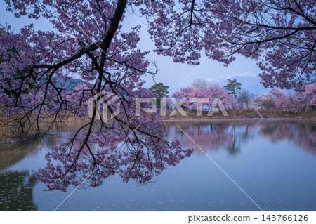 長野縣六道堤岸：盛開的高戶小彼岸櫻花沐浴在黎明的靜謐中，倒映在水面上。 143766126