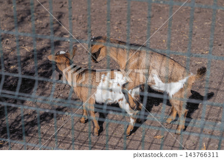 Two young goats playing together behind wire fence on farm. Playful small goats interacting behind green metal wire fence on farm, farm animals and livestock concepts Two young goats playing together behind wire fence on farm. Playful small goats interacting behind green metal wire fence on farm, farm animals and livestock concepts 143766311