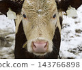 Head of a wet calf Head of a wet calf 143766898