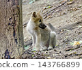 Young white wolf Young white wolf 143766899