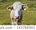 young cattle young cattle 143766901