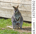 kangaroo with youngster in the pouch kangaroo with youngster in the pouch 143766902