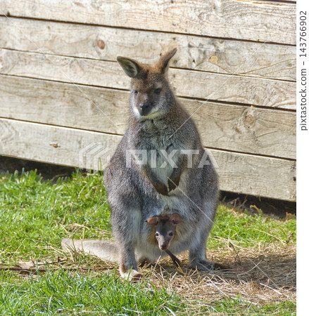 kangaroo with youngster in the pouch kangaroo with youngster in the pouch 143766902