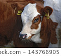 head of a calf head of a calf 143766905