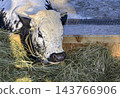 calf of the breed Pustertaler Sprinzen calf of the breed Pustertaler Sprinzen 143766906
