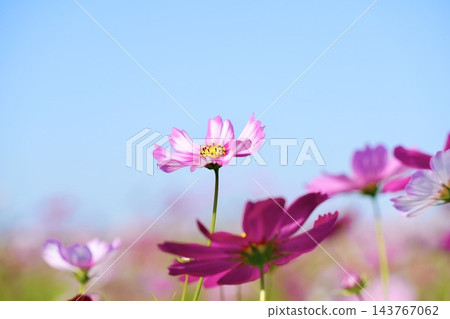 藍天映襯下的美麗波斯菊 藍天映襯下的美麗波斯菊 143767062