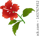 red hibiscus flower illustration 143767452