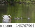 Parent swan leading cygnets swimming in green pond Parent swan leading cygnets swimming in green pond 143767504