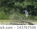 Grey heron bird perching on bare tree branch Grey heron bird perching on bare tree branch 143767506