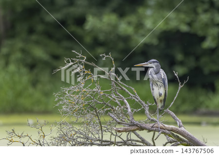 Grey heron bird perching on bare tree branch Grey heron bird perching on bare tree branch 143767506