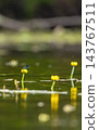 Dragonfly resting on yellow water lily in pond Dragonfly resting on yellow water lily in pond 143767511