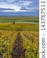 Autumn vineyard rows stretching through Champagne landscape Autumn vineyard rows stretching through Champagne landscape 143767513