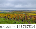 Vert Toulon, Marne vineyard landscape in autumn Vert Toulon, Marne vineyard landscape in autumn 143767514