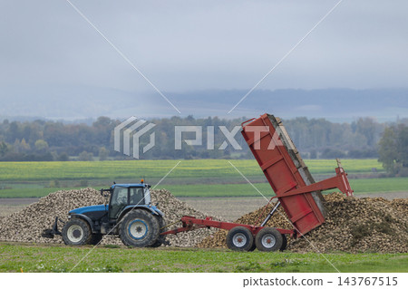 Tractor trailer dumping sugar beets during harvest in Marne, France Tractor trailer dumping sugar beets during harvest in Marne, France 143767515