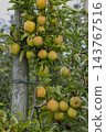 Ripe apples growing on a trellis in a French orchard 143767516