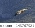 Griffon vulture flying over Verdon Gorge in France Griffon vulture flying over Verdon Gorge in France 143767521