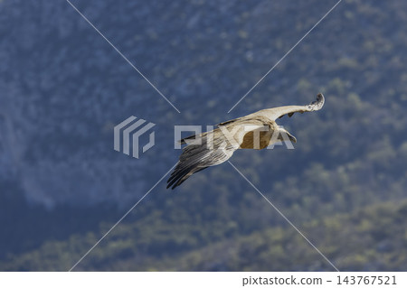 Griffon vulture flying over Verdon Gorge in France Griffon vulture flying over Verdon Gorge in France 143767521