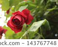 粉紅色的玫瑰花開了。 粉紅色的玫瑰花開了。 143767748