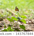 Danaus chrysippus, plain tiger, African queen, or African monarch butterfly, Phuket, Thailand 143767844