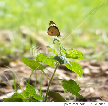 Danaus chrysippus, plain tiger, African queen, or African monarch butterfly, Phuket, Thailand Danaus chrysippus, plain tiger, African queen, or African monarch butterfly, Phuket, Thailand 143767844