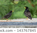 Great or white-vented myna birds, Acridotheres grandis, Phuket, Thailand 143767845