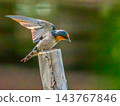 Pacific swallow bird, Hirundo javanica, Phuket, Thailand 143767846