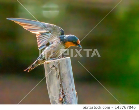 Pacific swallow bird, Hirundo javanica, Phuket, Thailand Pacific swallow bird, Hirundo javanica, Phuket, Thailand 143767846