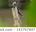 Young and adult Pacific swallow bird, Hirundo javanica, Phuket, Thailand 143767847