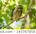 Coppersmith or crimson-breasted barbet bird, Psilopogon haemacephalus, Thailand 143767858