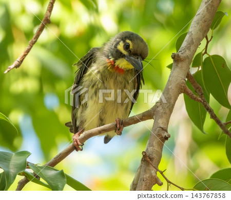 Coppersmith or crimson-breasted barbet bird, Psilopogon haemacephalus, Thailand Coppersmith or crimson-breasted barbet bird, Psilopogon haemacephalus, Thailand 143767858