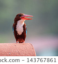 White-throated or White-breasted kingfisher bird, Halcyon smyrnensis, on a roof, Phuket, Thailand 143767861