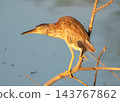 Yellow bittern bird, Botaurus sinensis, Phuket, Thailand 143767862