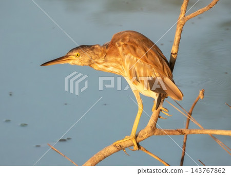 Yellow bittern bird, Botaurus sinensis, Phuket, Thailand 143767862
