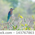 Indochinese or Burmese roller bird, Coracias affinis, Phuket, Thailand 143767863