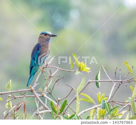 Indochinese or Burmese roller bird, Coracias affinis, Phuket, Thailand Indochinese or Burmese roller bird, Coracias affinis, Phuket, Thailand 143767863