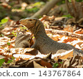 Clouded monitor, Varanus nebulosus, in a forest, Koh Phayam, Thailand 143767864