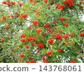 歐洲羅文（Sorbus aucuparia）（瑞士） 143768061