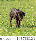 Labrador retriever, Canis lupus familiaris on a grass field. Healthy chocolate brown labrador retriever 143768121
