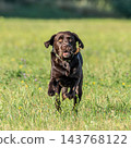 Labrador retriever, Canis lupus familiaris on a grass field. Healthy chocolate brown labrador retriever 143768122