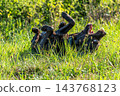 Labrador retriever, Canis lupus familiaris on a grass field. Healthy chocolate brown labrador retriever 143768123