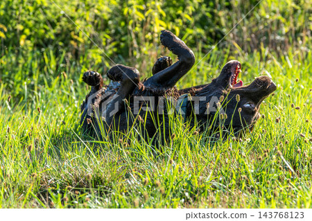 Labrador retriever, Canis lupus familiaris on a grass field. Healthy chocolate brown labrador retriever Labrador retriever, Canis lupus familiaris on a grass field. Healthy chocolate brown labrador retriever 143768123