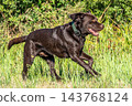 Labrador retriever, Canis lupus familiaris on a grass field. Healthy chocolate brown labrador retriever 143768124