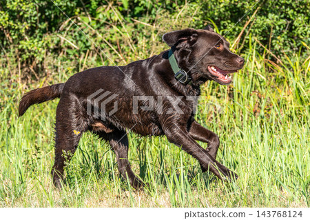 Labrador retriever, Canis lupus familiaris on a grass field. Healthy chocolate brown labrador retriever Labrador retriever, Canis lupus familiaris on a grass field. Healthy chocolate brown labrador retriever 143768124