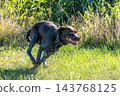 Labrador retriever, Canis lupus familiaris on a grass field. Healthy chocolate brown labrador retriever 143768125