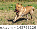 Labrador retriever, Canis lupus familiaris on a grass field. Healthy chocolate brown labrador retriever 143768126