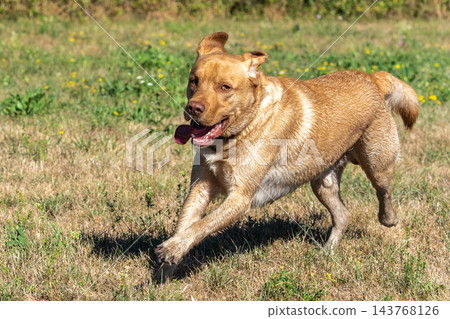 Labrador retriever, Canis lupus familiaris on a grass field. Healthy chocolate brown labrador retriever Labrador retriever, Canis lupus familiaris on a grass field. Healthy chocolate brown labrador retriever 143768126