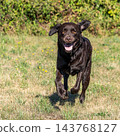Labrador retriever, Canis lupus familiaris on a grass field. Healthy chocolate brown labrador retriever 143768127