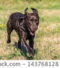 Labrador retriever, Canis lupus familiaris on a grass field. Healthy chocolate brown labrador retriever 143768128