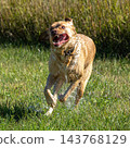 Labrador retriever, Canis lupus familiaris on a grass field. Healthy chocolate brown labrador retriever 143768129