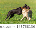 Two Labrador retriever, Canis lupus familiaris hopping around and fighting each other on a grass field. 143768130